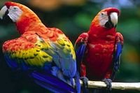 pic for Couple Of Parrot 